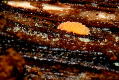Bilobella aurantiaca