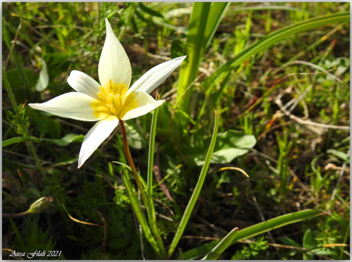 Tulipa sylvestris