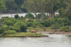 Tragelaphus oryx livingstonii