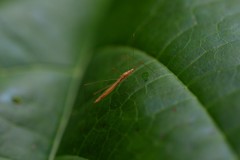 Yemmalysus parallelus