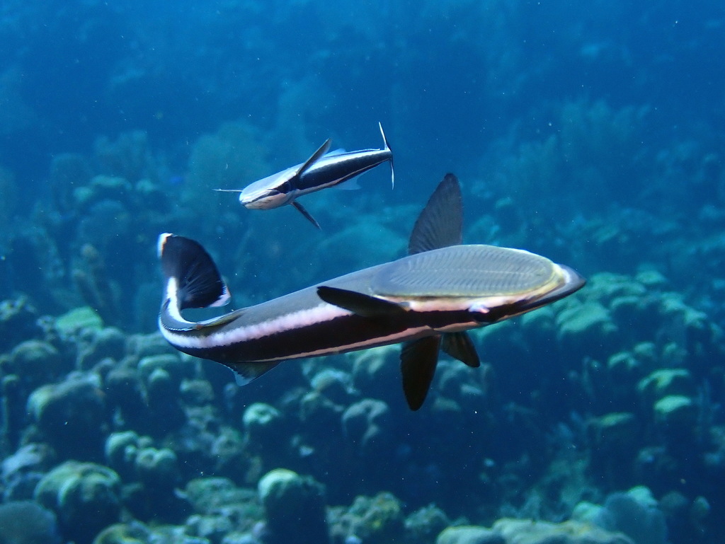Live sharksucker (Echeneis naucrates) — Echeneidae