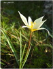 Tulipa sylvestris cuspidata - Photo (c) Aissa Djamel Filali, some rights reserved (CC BY-SA), uploaded by Aissa Djamel Filali