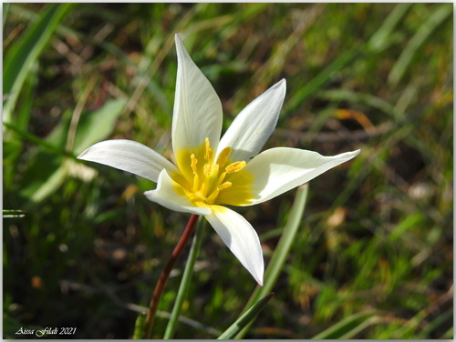 Tulipa sylvestris