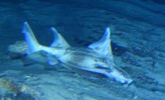 Caribbean Roughshark photo 4