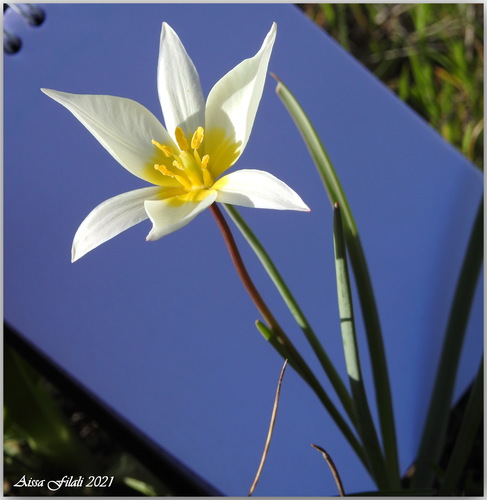 Tulipa sylvestris