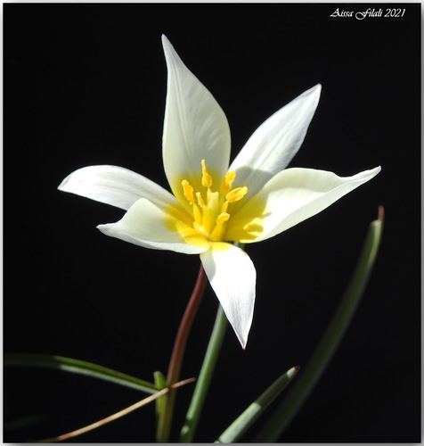 Tulipa sylvestris