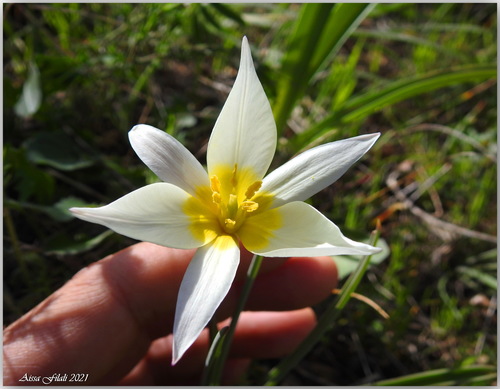 Tulipa sylvestris