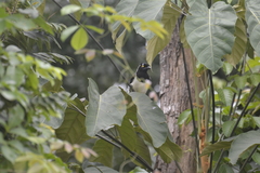 Cyanocorax cyanopogon