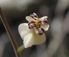 Caulanthus amplexicaulis barbarae