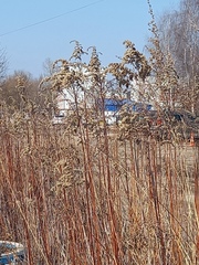 Solidago gigantea