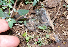 Harpactirinae