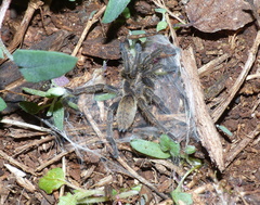Harpactirinae