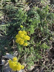 Lomatium foeniculaceum