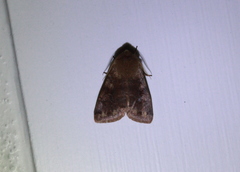 Orthosia rubescens