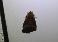 Orthosia rubescens