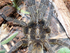 Harpactirinae
