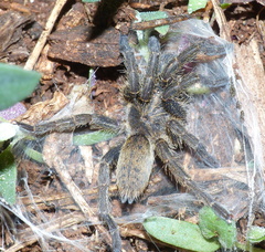 Harpactirinae