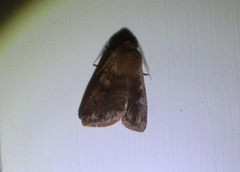Orthosia rubescens