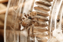 Habronattus festus