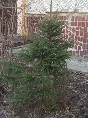 Picea abies
