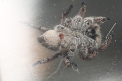 Habronattus festus