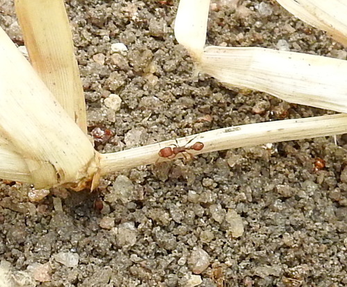 魏氏铺道蚁Tetramorium weitzeckeri