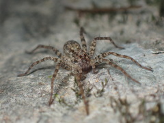 Pardosa sumatrana