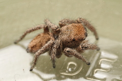 Habronattus festus