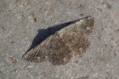 Dicrognophos sartata