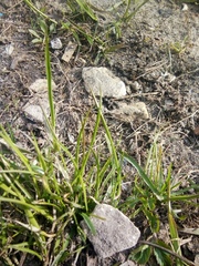 Poaceae