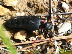 Physomeloe corallifer