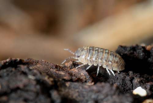 Southern Pill Woodlouse, 83210 Solliès-Toucas, France, photo 10 of 10