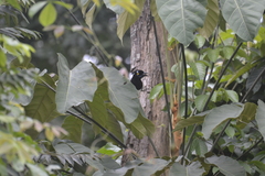 Cyanocorax cyanopogon
