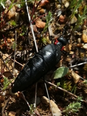 Physomeloe corallifer