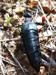 Physomeloe corallifer