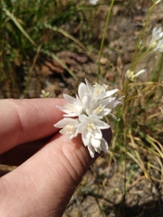 Dipterostemon capitatus capitatus