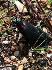 Physomeloe corallifer