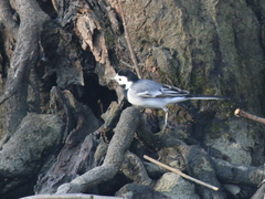 Motacilla alba