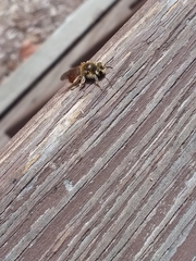 Andrena erythrogaster