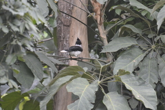 Cyanocorax cyanopogon