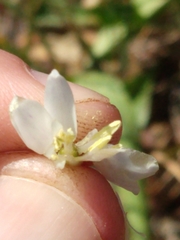 Dipterostemon capitatus capitatus