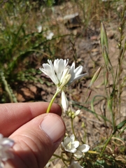 Dipterostemon capitatus capitatus