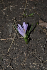 Colchicum bulbocodium versicolor