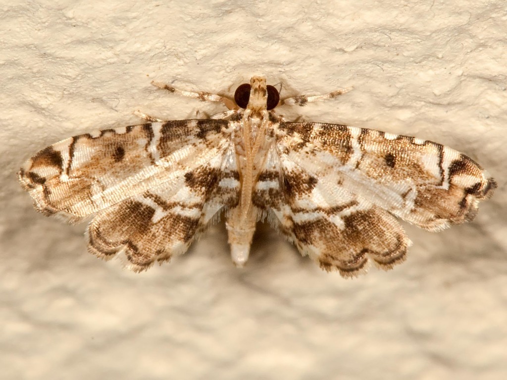 Sufetula diminutalis