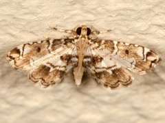 Sufetula diminutalis