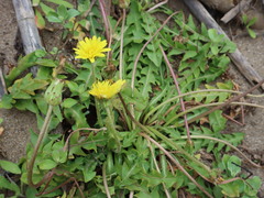 Taraxacum formosanum