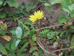 Taraxacum formosanum