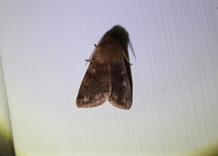 Orthosia rubescens