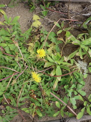 Taraxacum formosanum