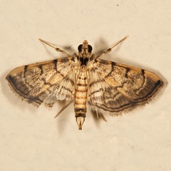 Bicilia iarchasalis